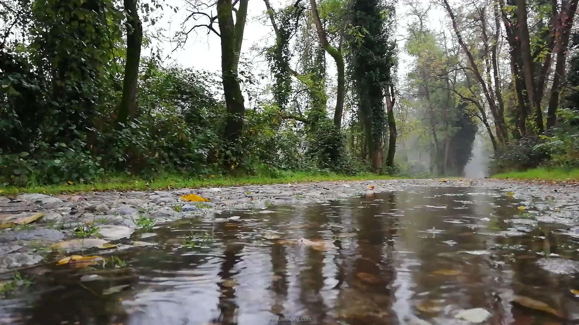 雨后落叶秋天摄影图高清摄影大图-千库网